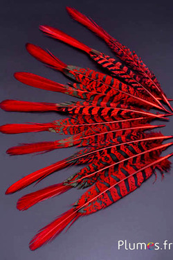 Faisan Lady Armherst - 20-23 cm - rouge-noir